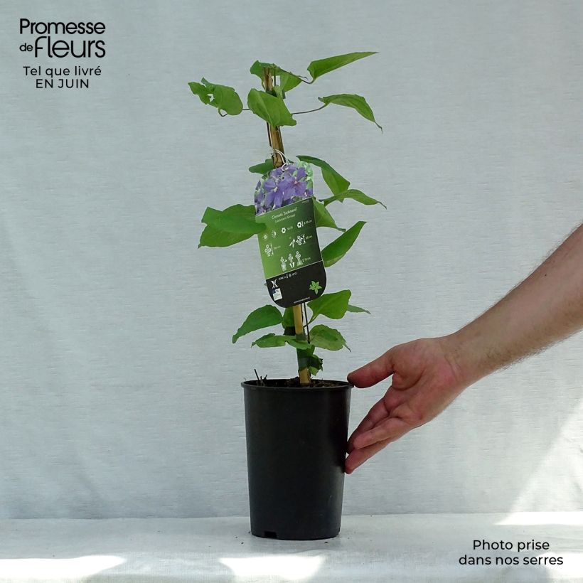 Clematis jackmanii - Clematis vine 2L/3L pot sample as delivered in summer