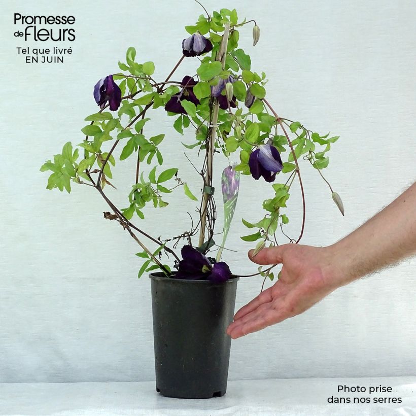 Clematis Jackmanii Purpurea  2L/3L pot sample as delivered in summer