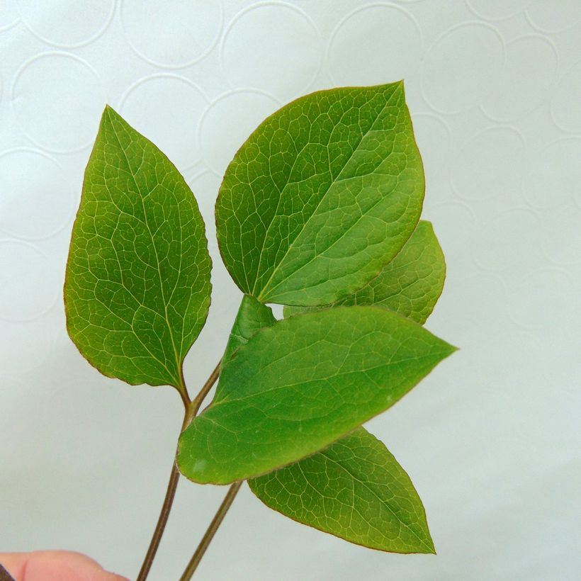 Clematis Jackmanii Superba (Foliage)