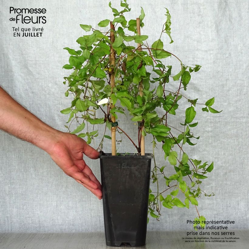Clematis Jackmanii Superba 2L/3L pot sample as delivered in summer