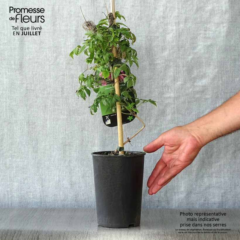 Clematis atragene macropetala Markham's Pink 2L/3L pot sample as delivered in summer