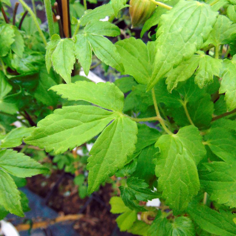 Clematis macropetala Purple Dream (Foliage)