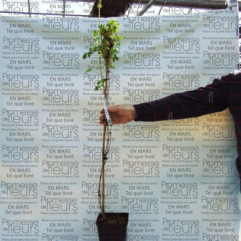 Example of Clematis macropetala Purple Dream 2L/3L pot specimen as delivered