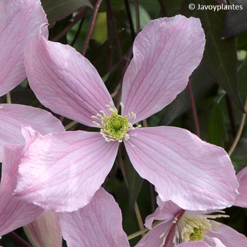 Clematis Elizabeth (Flowering)