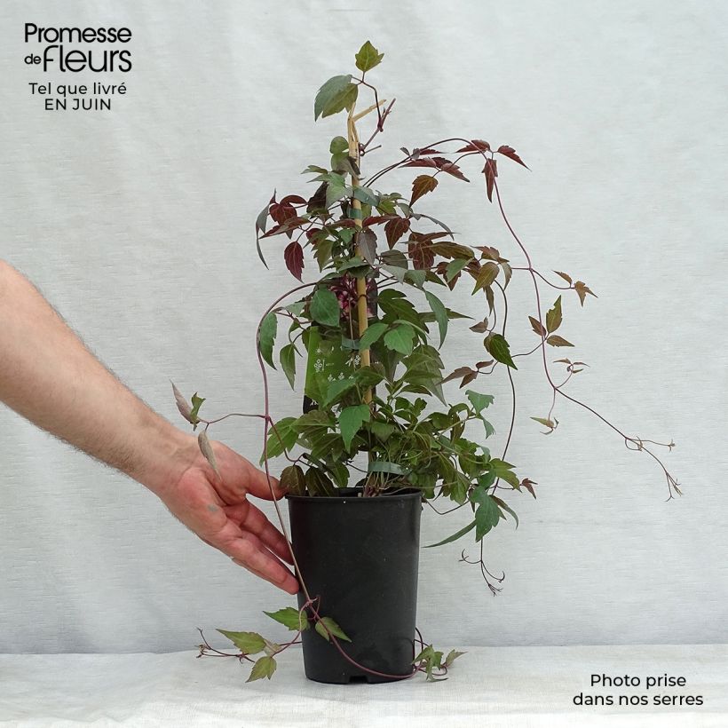 Clematis montana Freda 2L/3L pot sample as delivered in summer