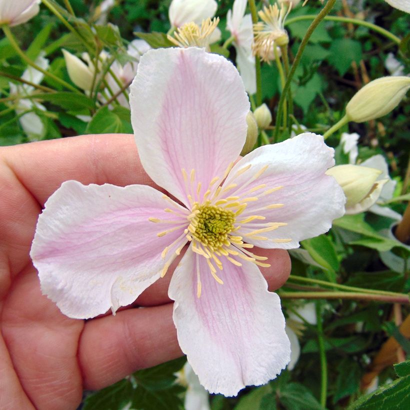 Clematis montana Giant Star (Flowering)