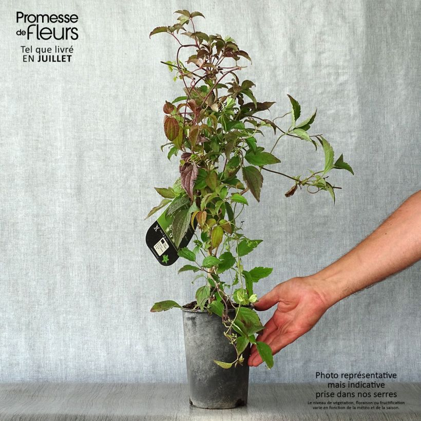 Clematis montana Marjorie 2L/3L pot sample as delivered in summer