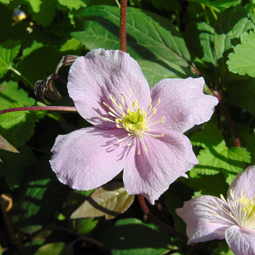 Clematis montana Mayleen (Flowering)
