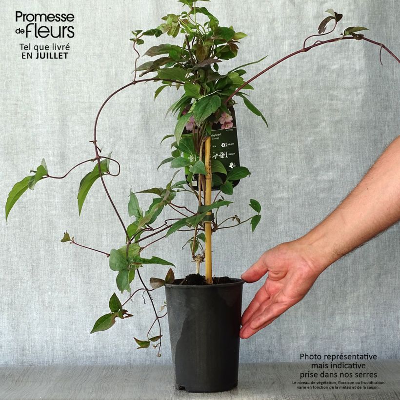Clematis montana Mayleen 2L/3L pot sample as delivered in summer