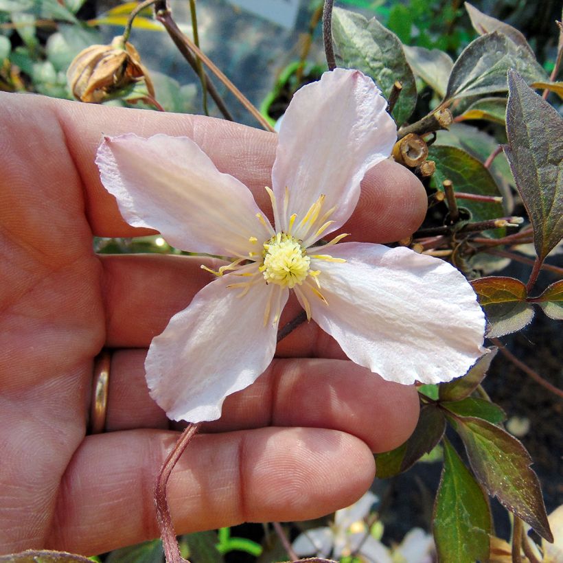 Clematis montana Rosebud (Flowering)
