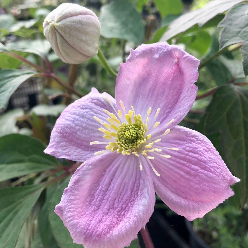 Clematis Sanssouci (Flowering)