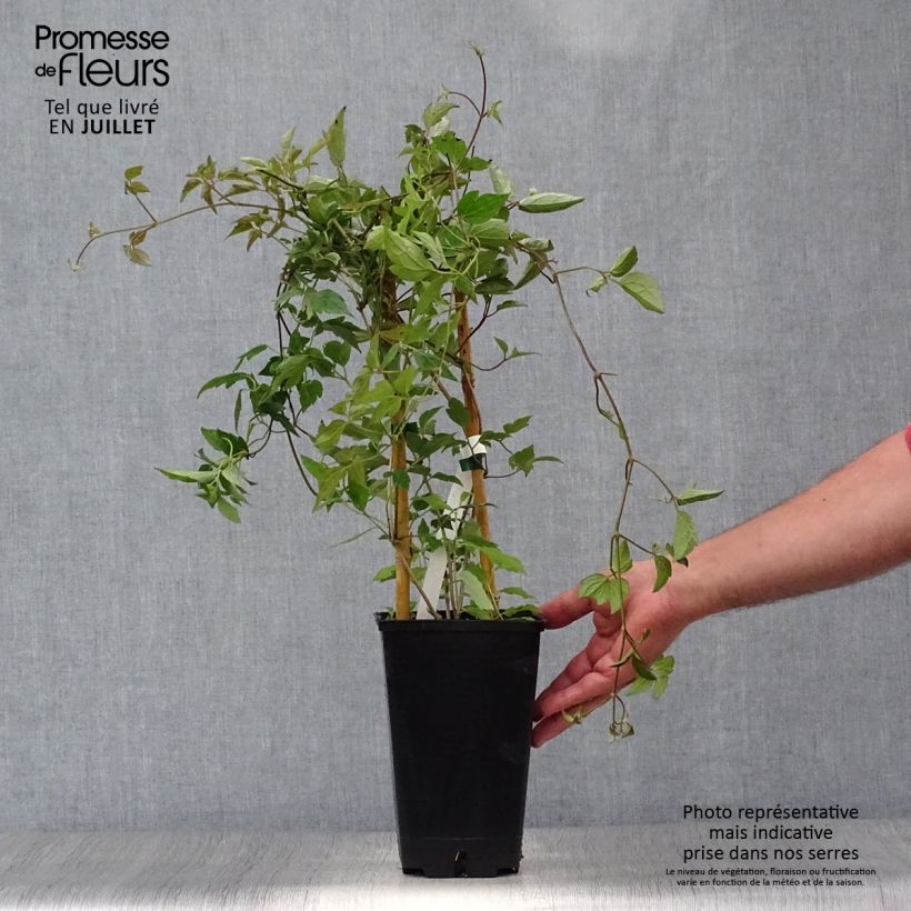 Clematis montana Spooneri 2L/3L pot sample as delivered in summer