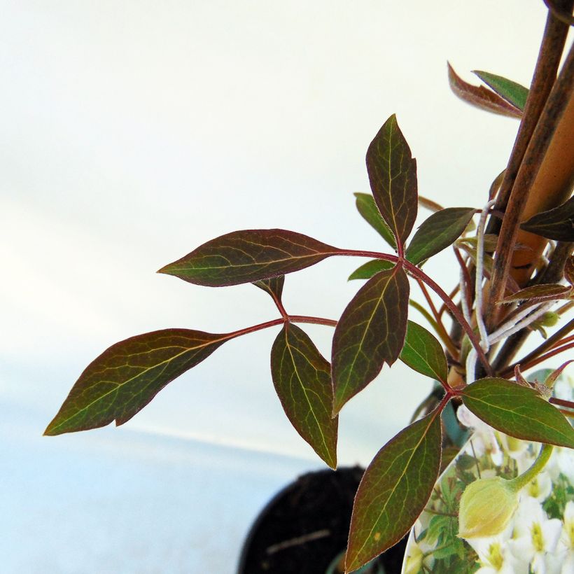 Clematis Spring Joy (Foliage)