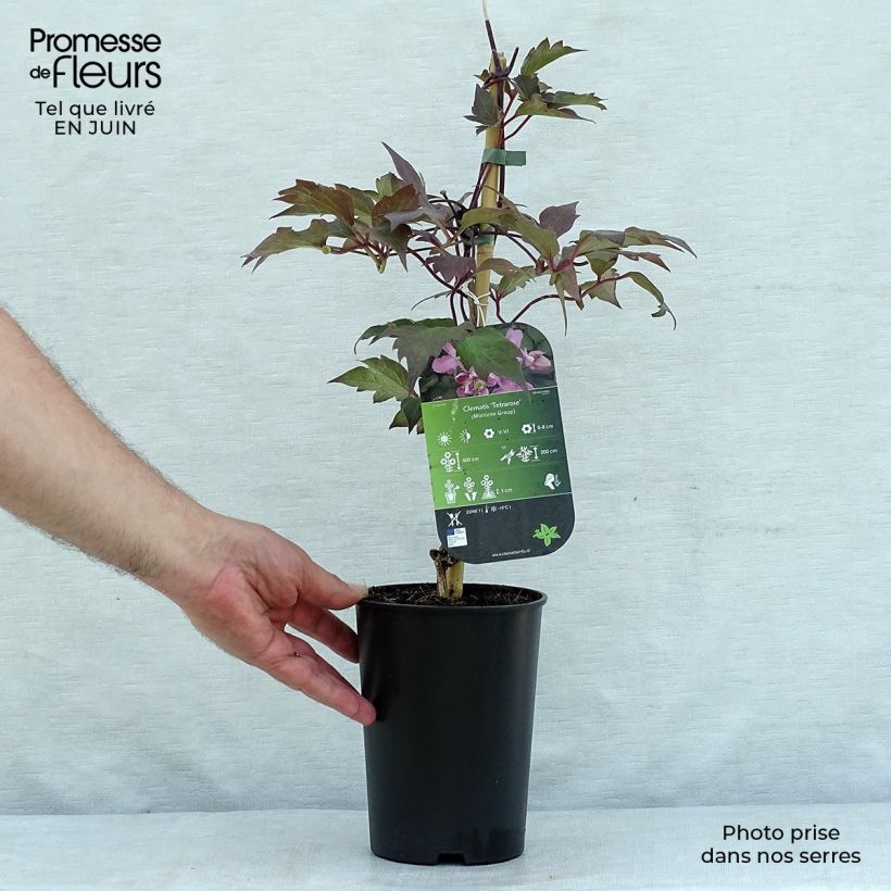 Clematis montana Tetrarose 2L/3L pot sample as delivered in summer