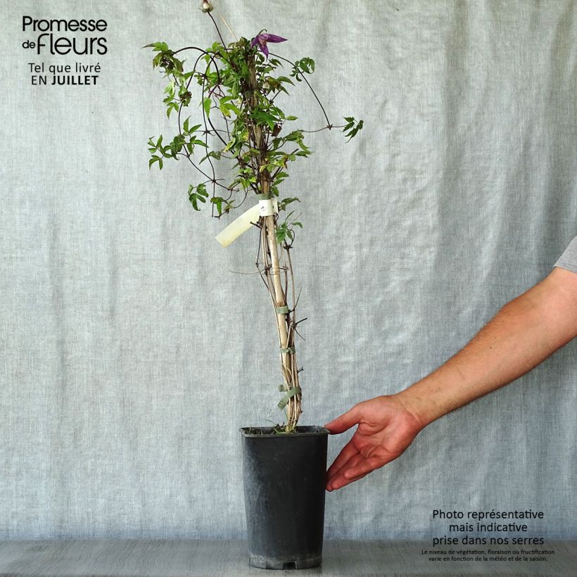 Clematis Tage Lundell 2L/3L pot sample as delivered in summer