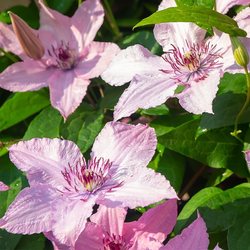 Clematis Mandy (Flowering)