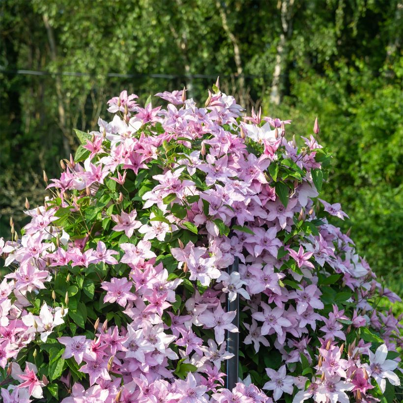 Clematis Mandy (Plant habit)