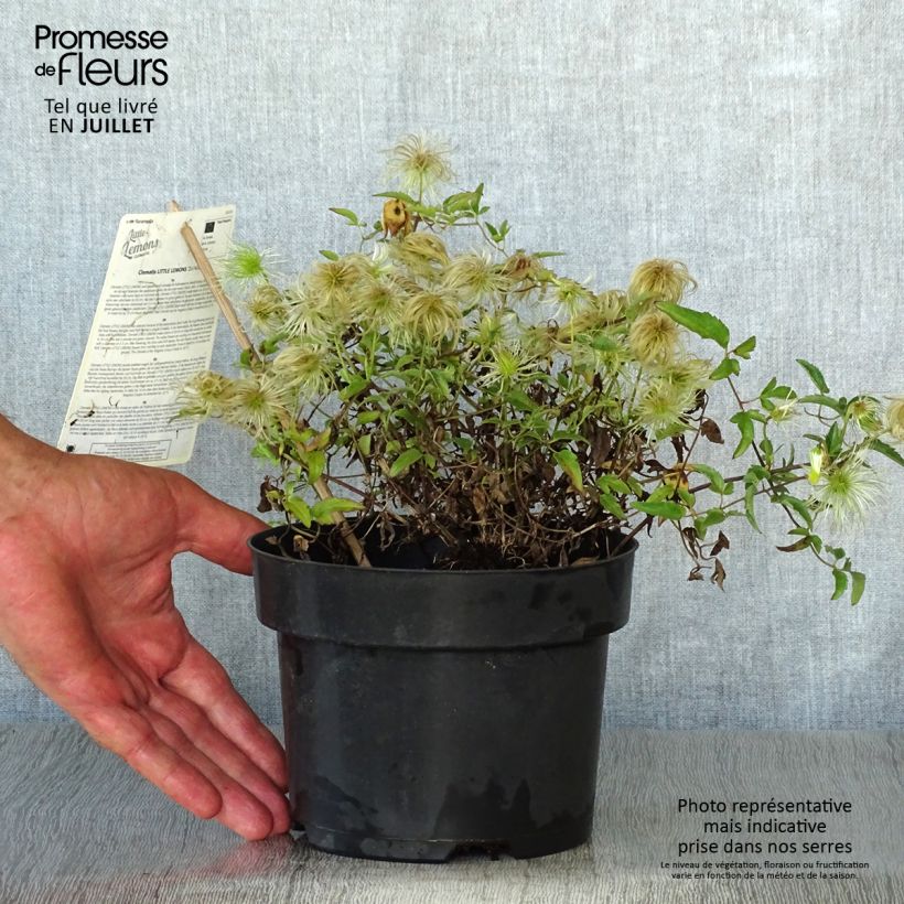 Clematis Little Lemons 2L/3L pot sample as delivered in summer