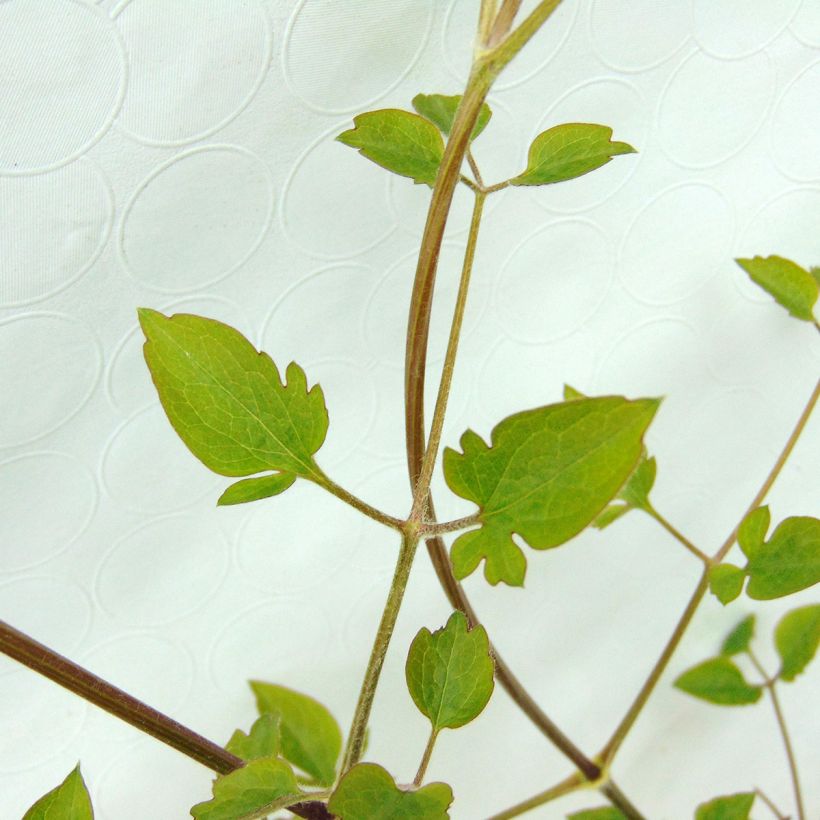 Clematis terniflora (Foliage)