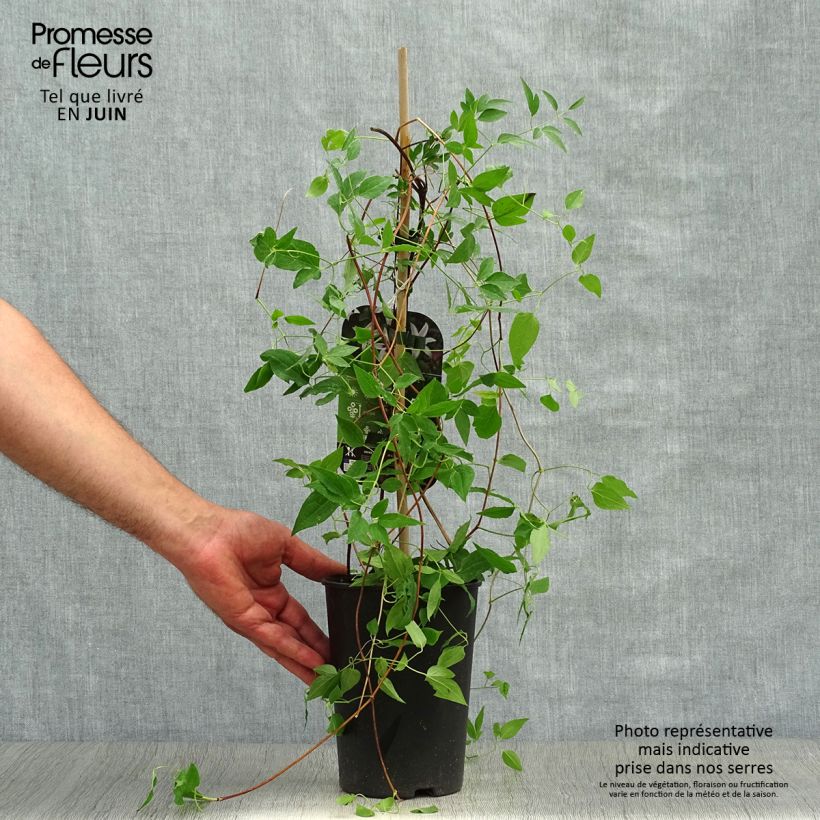 Clematis texensis Princess Kate - Scarlet Leather Flower 2L/3L pot sample as delivered in summer