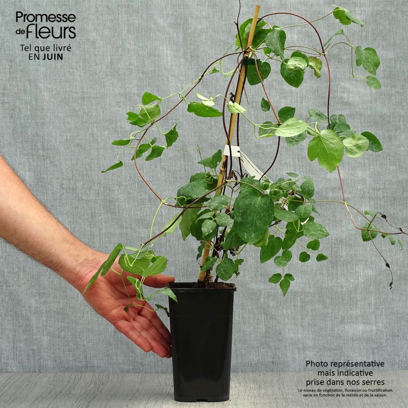 Clematis texensis Queen Maxima - Scarlet Leather Flower 1.5L/2L pot sample as delivered in summer