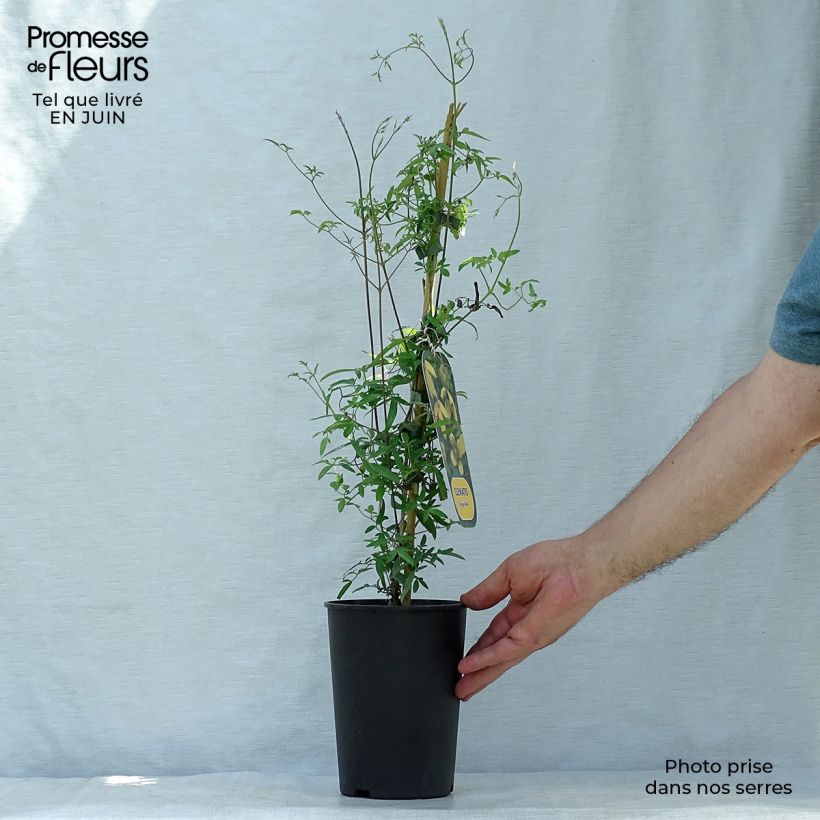 Clematis tibetana Orange Peel 2L/3L pot sample as delivered in summer