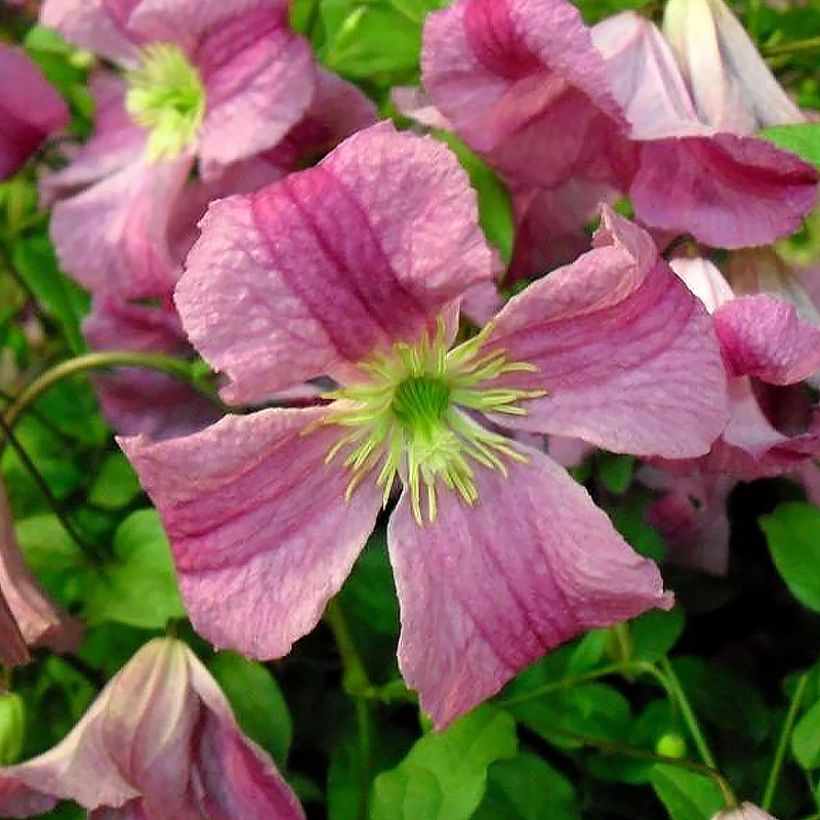 Clematis Krakowiak (Flowering)