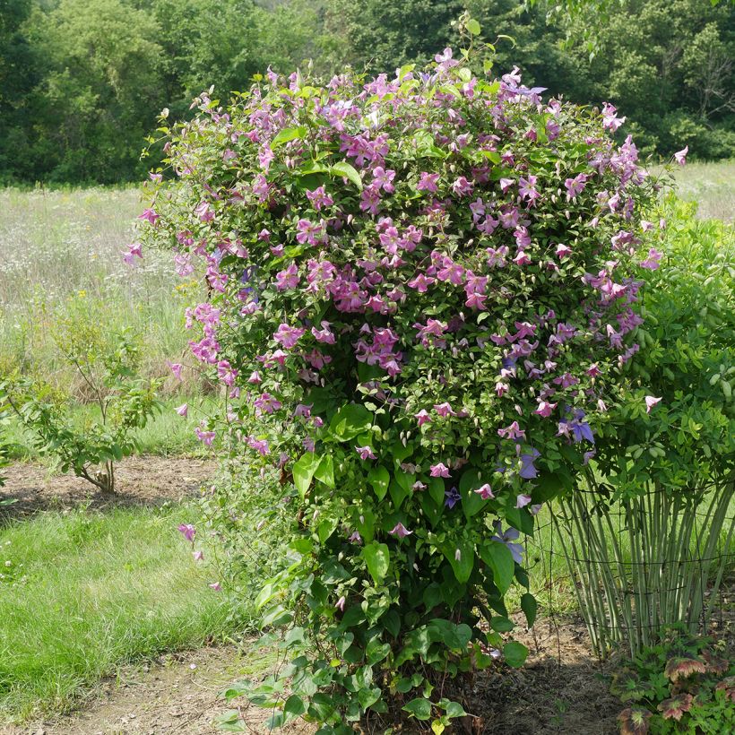 Clematis Krakowiak (Plant habit)