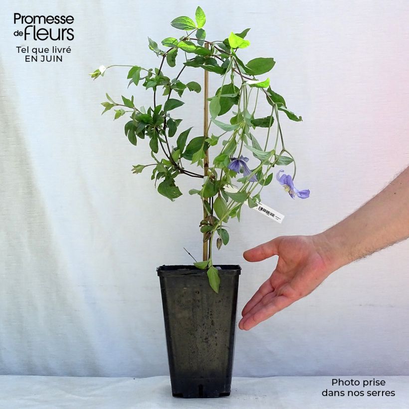 Clematis x viticella Perle d'Azur 2L/3L pot sample as delivered in summer