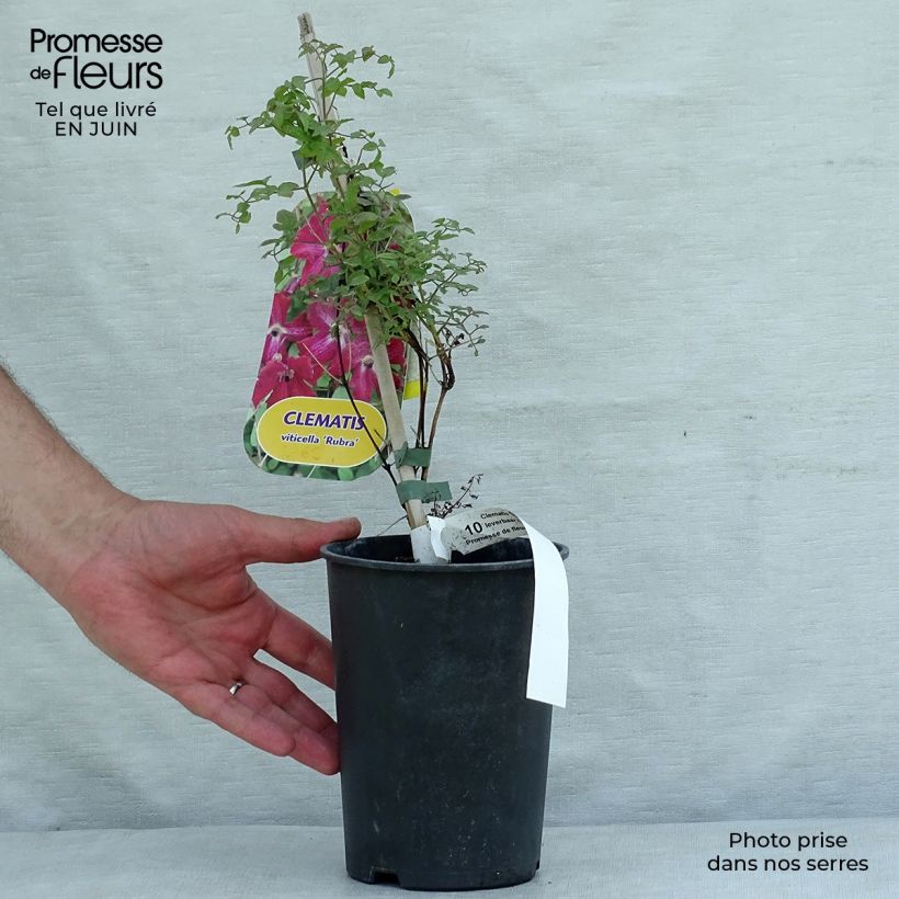 Clematis viticella 'Rubra' 2L/3L pot sample as delivered in summer