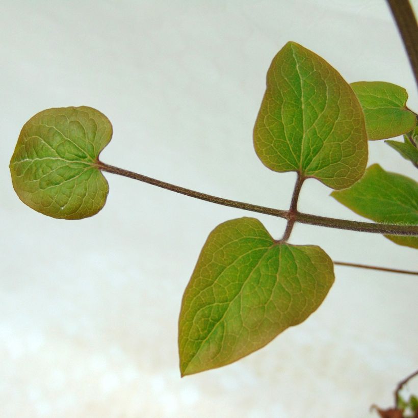 Clematis x viticella Sea Breeze (Foliage)