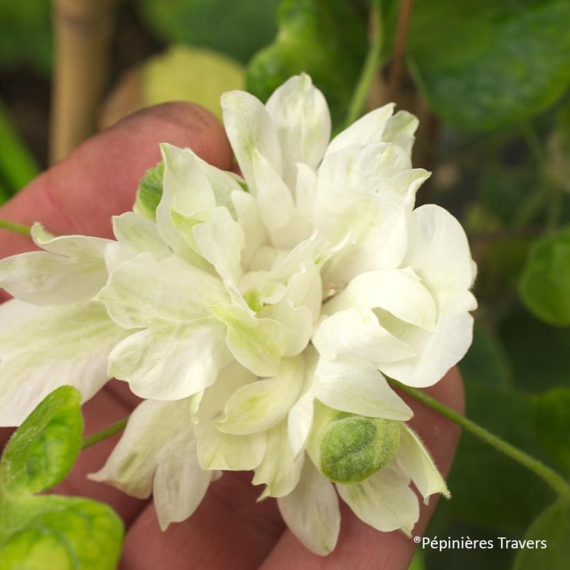 Clematis Delphine  (Flowering)