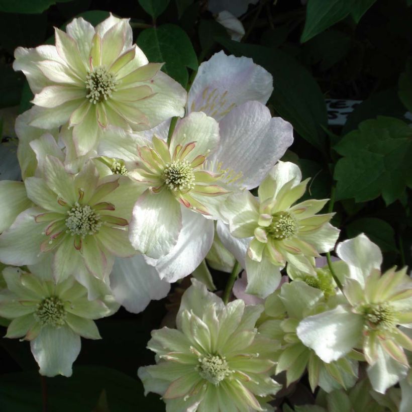 Clematis montana Double Delight - Anemone Clematis (Flowering)