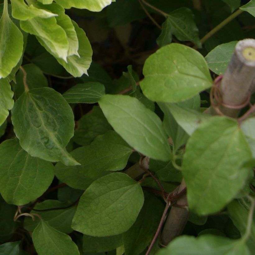 Clematis x patens Green Passion (Foliage)