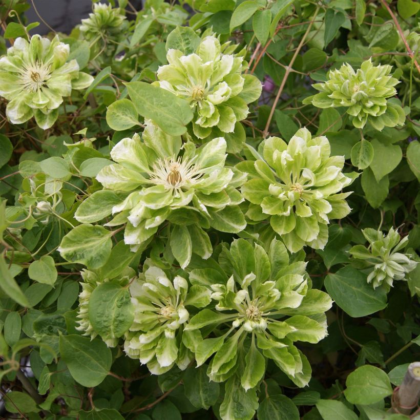 Clematis x patens Green Passion (Flowering)