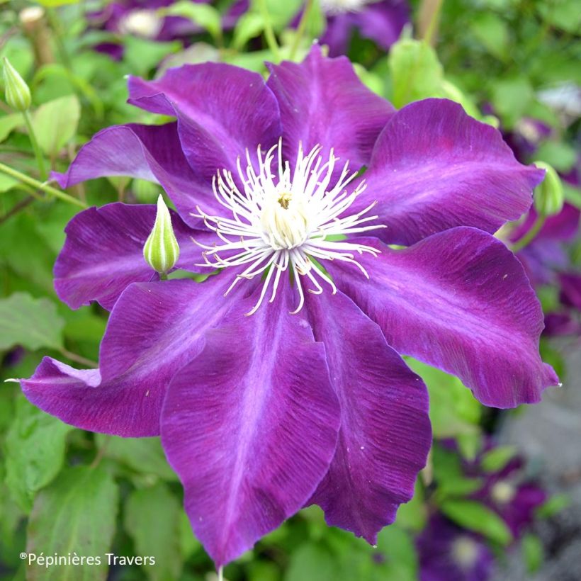 Clematis Hayate (Flowering)