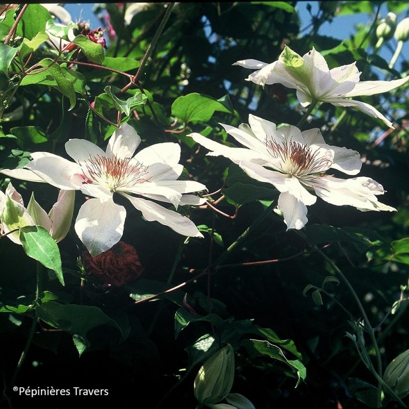 Clematis Henryi (Flowering)