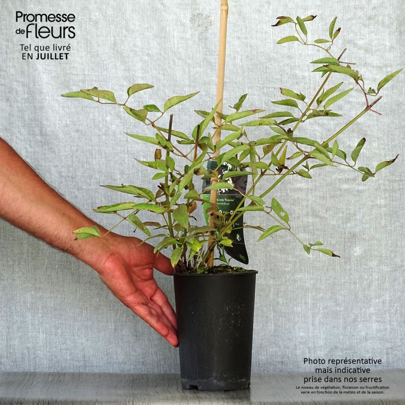 Clematis recta Purpurea 2L/3L pot sample as delivered in summer