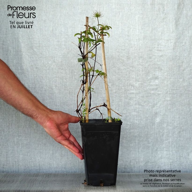 Clematis Honora 1.5L/2L pot sample as delivered in summer
