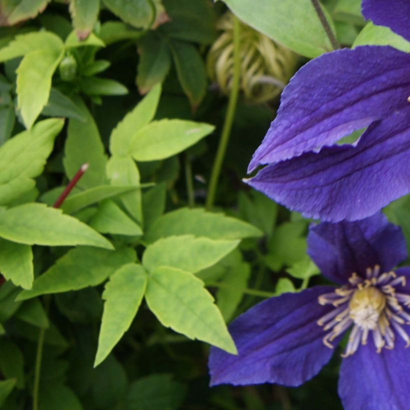 Clematis diversifolia Hudson River ®ZO 06137 (Foliage)