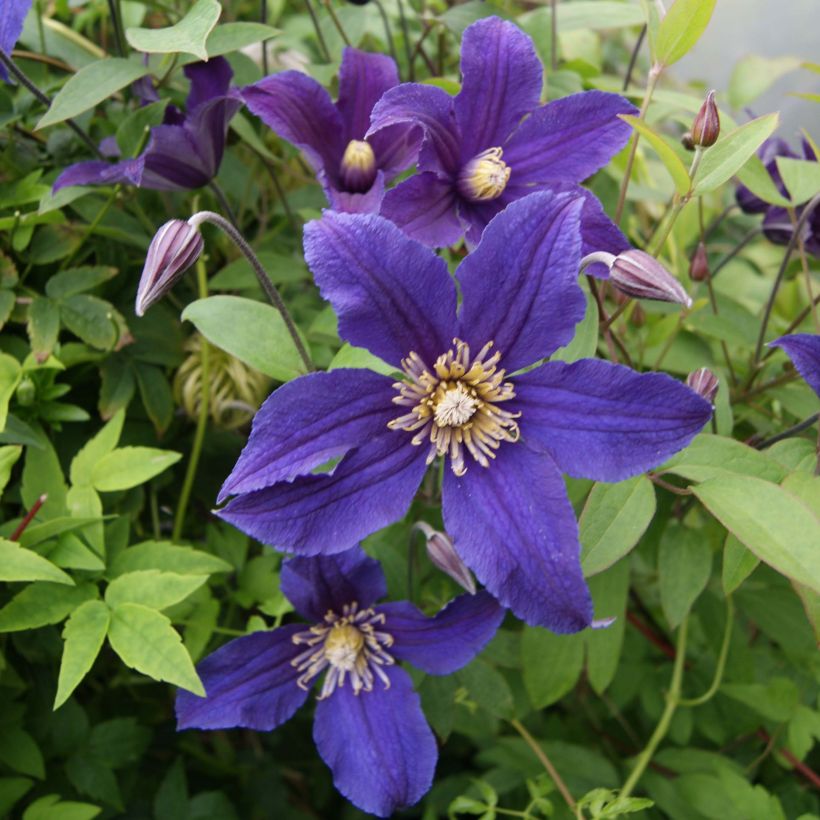 Clematis diversifolia Hudson River ®ZO 06137 (Flowering)