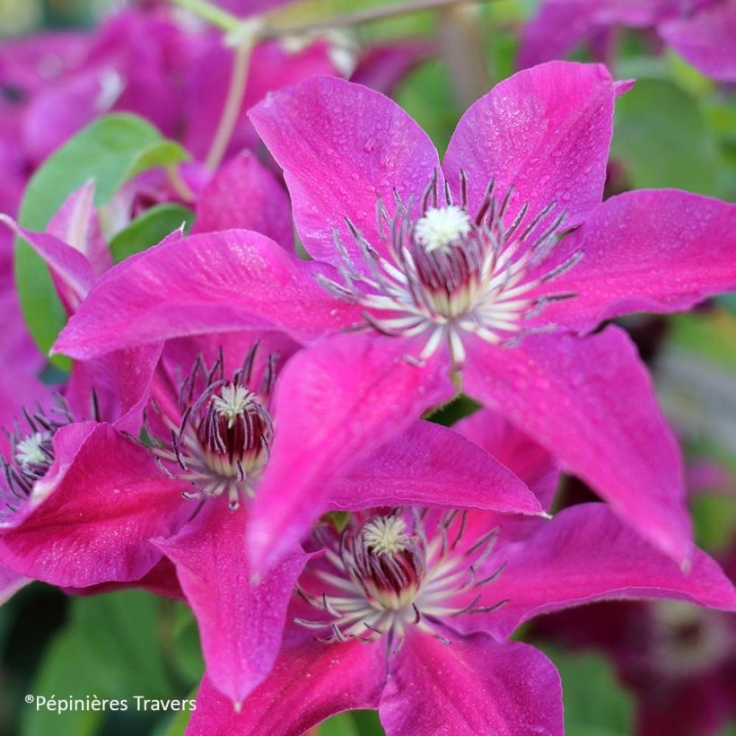 Clematis Huvi (Flowering)