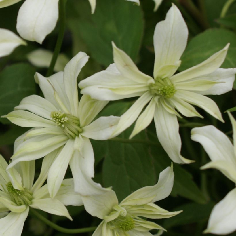 Clematis montana Jenny Keay (Flowering)