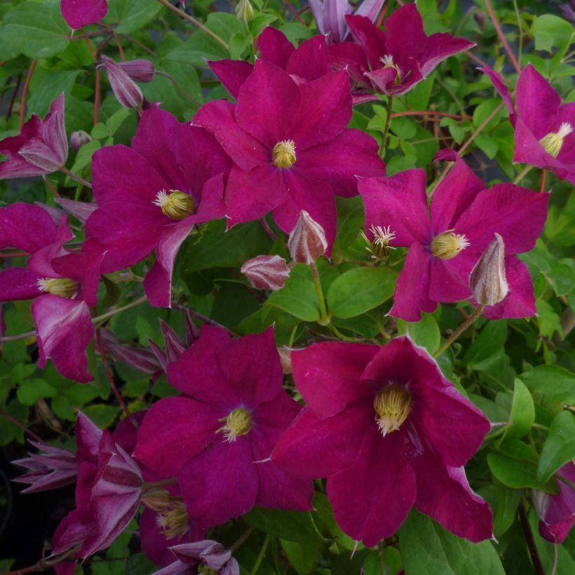 Clematis jackmanii Madame Edouard André (Flowering)