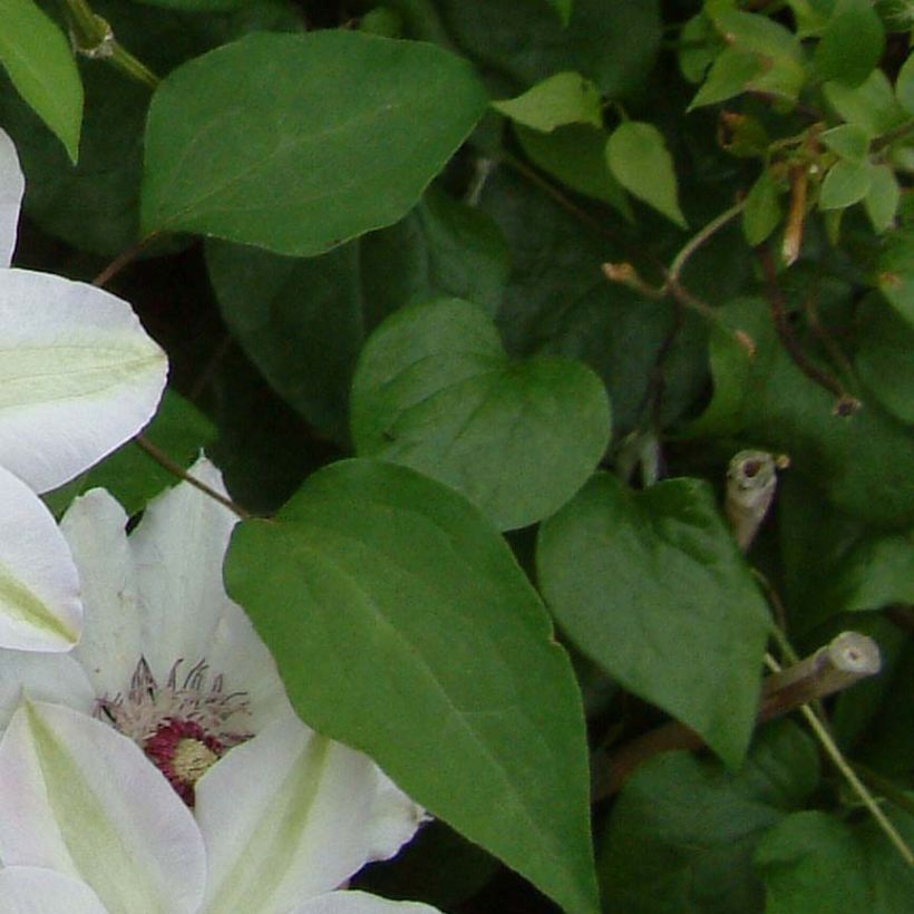 Clematis x patens Miss Bateman (Foliage)