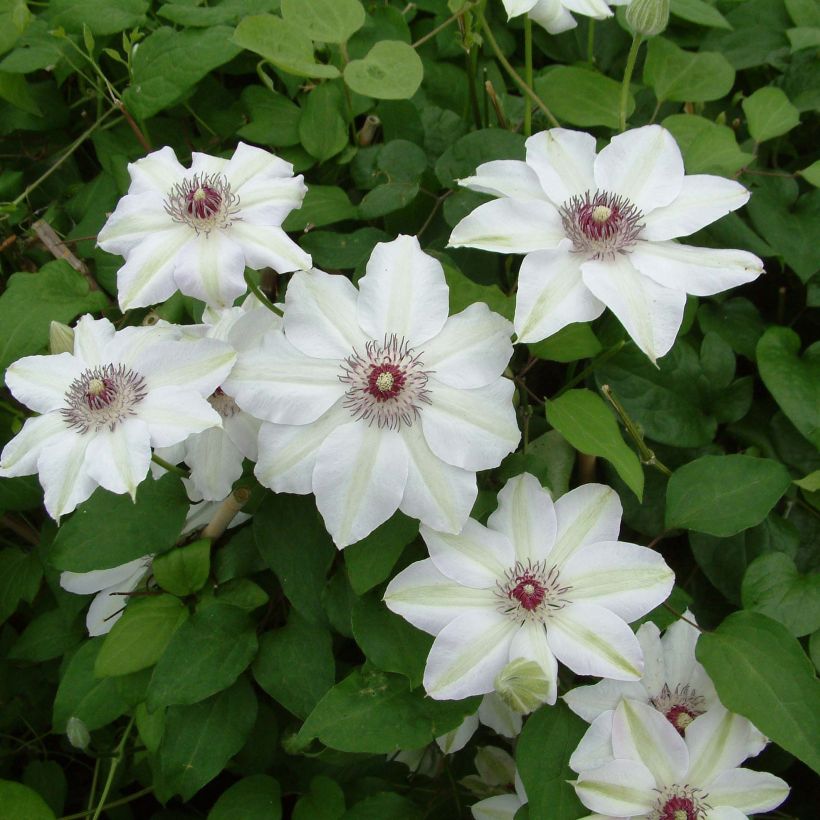 Clematis x patens Miss Bateman (Flowering)