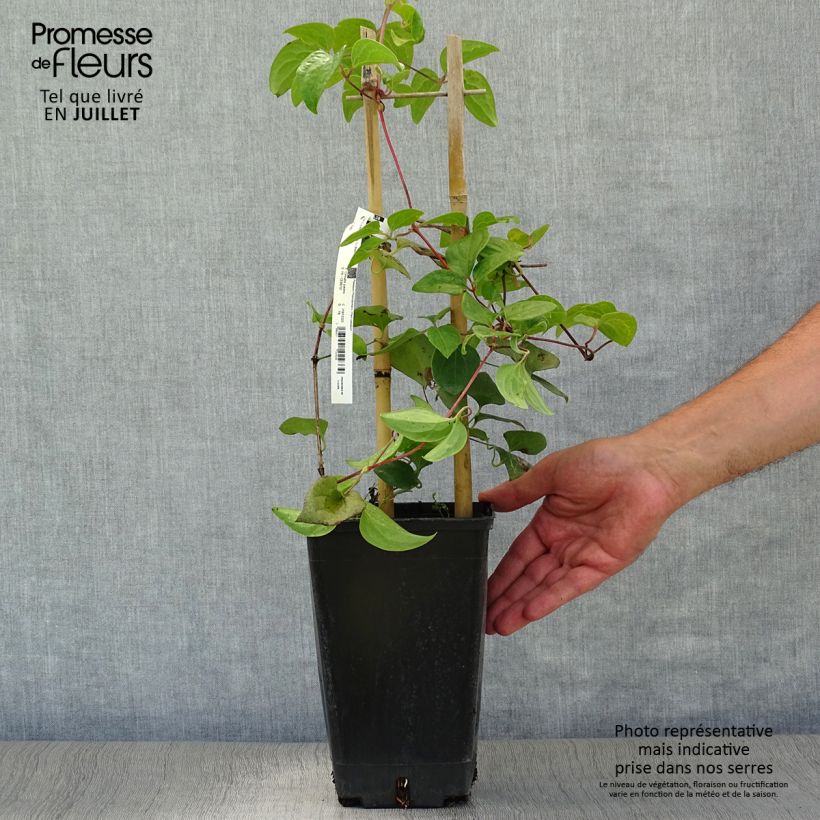 Clematis patens Madame Lecoultre 2L/3L pot sample as delivered in summer