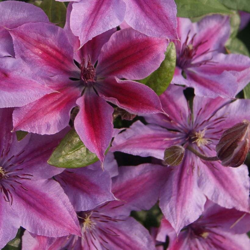 Clematis Mon Cherry (Flowering)