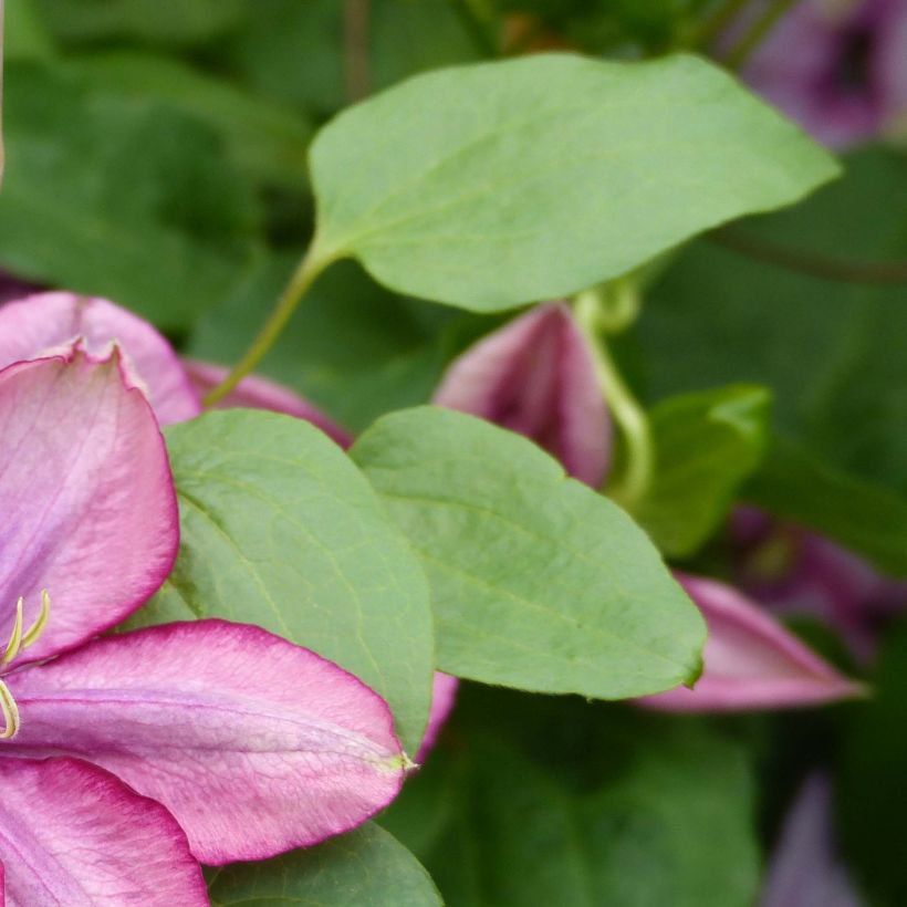 Clematis Paradiso (Foliage)