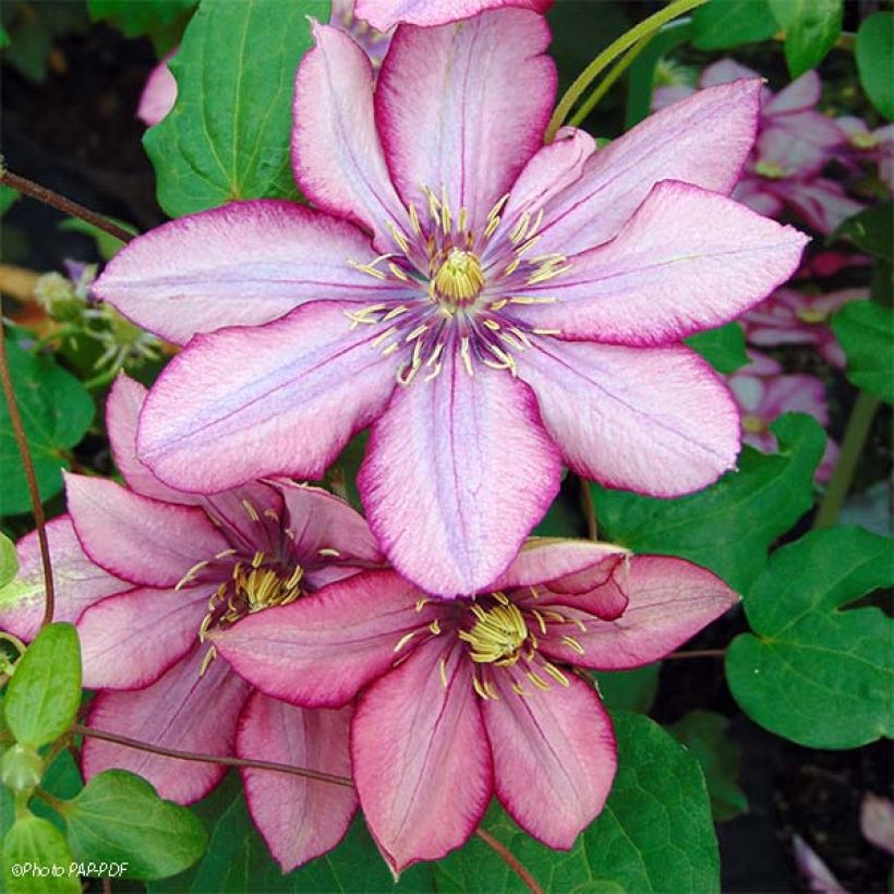 Clematis Paradiso (Flowering)